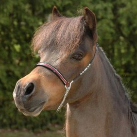 EBF Echo Lady Sapphyre 2